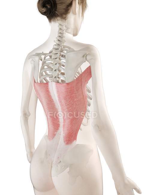 Weiblicher Körper 3D-Modell mit detailliertem Muskel latissimus dorsi, Computerillustration. — Stockfoto