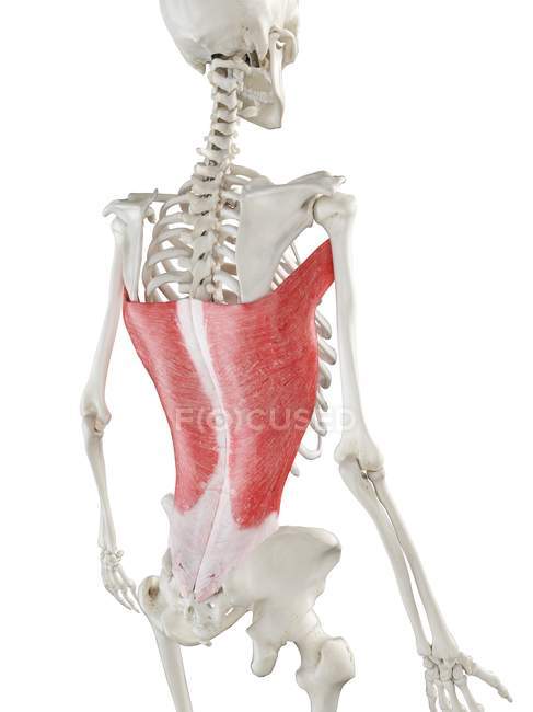 Людський скелет з червоним кольором Latissimus dorsi м'яз, комп'ютерна ілюстрація . — стокове фото