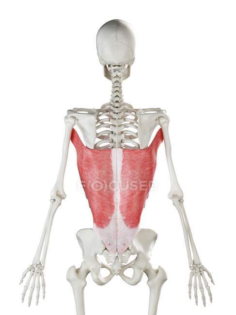 Esqueleto humano con músculo dorsal de Latissimus de color rojo, ilustración por computadora . - foto de stock