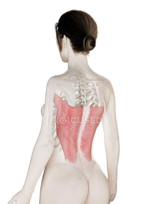 Modelo de cuerpo femenino 3d con músculo Latissimus dorsi detallado, ilustración por computadora . - foto de stock