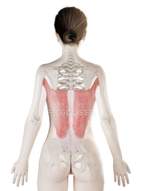 Трехмерная модель женского тела с детальной мышцей Latissimus dorsi, компьютерная иллюстрация . — стоковое фото