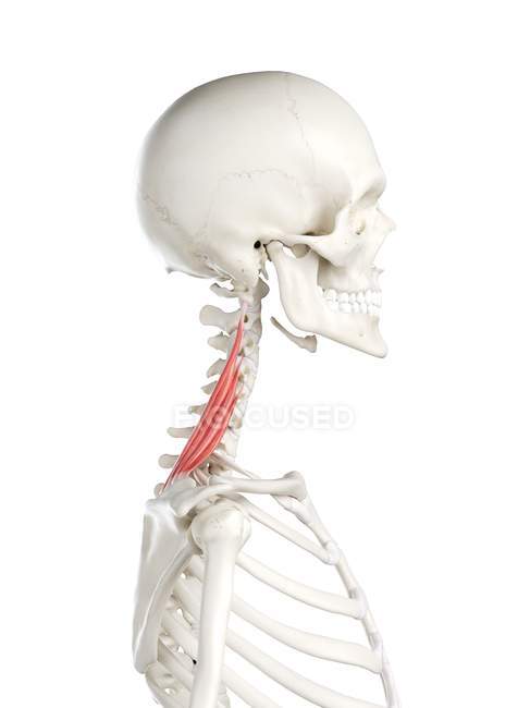 Esqueleto humano con el músculo escapulario del elevador de color rojo, ilustración de la computadora . - foto de stock