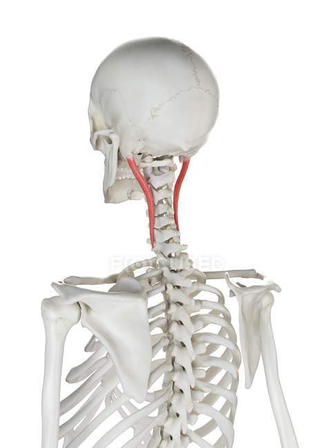 Scheletro umano con muscolo Longissimus capitis di colore rosso, illustrazione al computer . — Foto stock