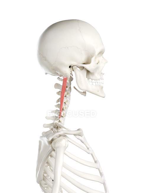 Esqueleto humano con el músculo rojo de la capitis de Longissimus, ilustración de la computadora . - foto de stock