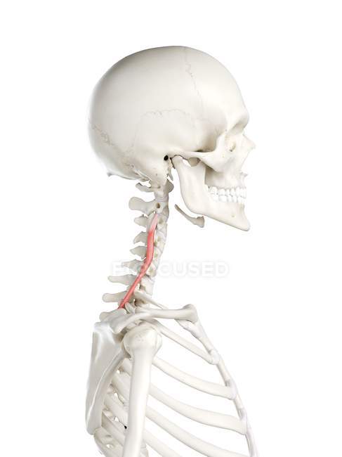 Esqueleto humano con color rojo Longissimus cervicis músculo, ilustración de la computadora
. - foto de stock