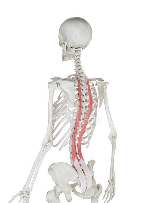 Menschliches Skelettmodell mit detailliertem Longissimus-Brustmuskel, digitale Illustration. — Stockfoto