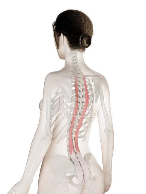 Модель жіночого тіла з детальними м'язами Longissimus thoracis, цифрова ілюстрація . — стокове фото