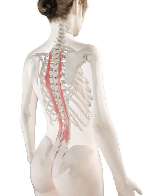 Weibliches Körpermodell mit detailliertem Longissimus-Brustmuskel, digitale Illustration. — Stockfoto