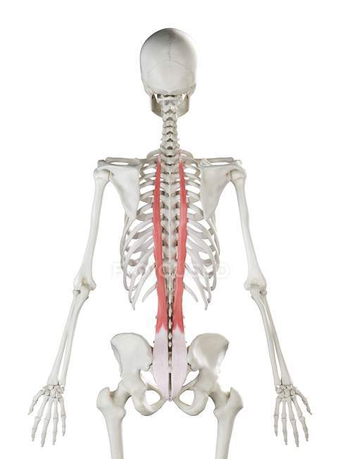 Modelo de esqueleto humano con músculo Longissimus thoracis detallado, ilustración digital
. - foto de stock
