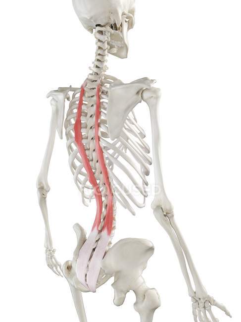 Menschliches Skelettmodell mit detailliertem Longissimus-Brustmuskel, digitale Illustration. — Stockfoto