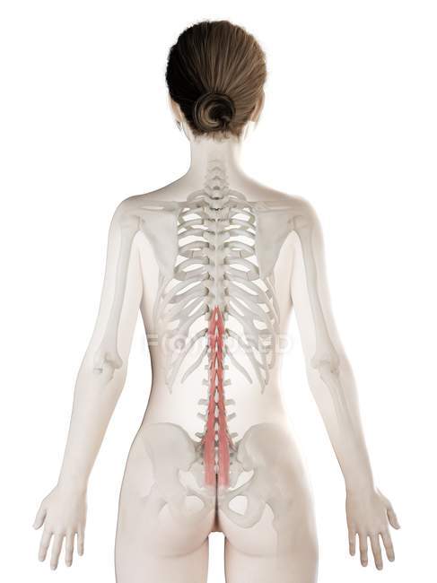 Modelo de cuerpo femenino con músculo Multifidus detallado, ilustración digital
. - foto de stock