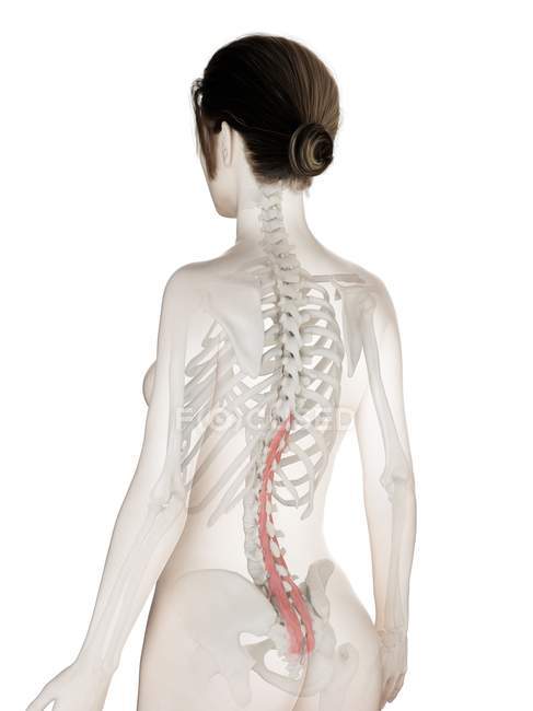 Modelo de corpo feminino com músculo Multifidus detalhado, ilustração digital . — Fotografia de Stock