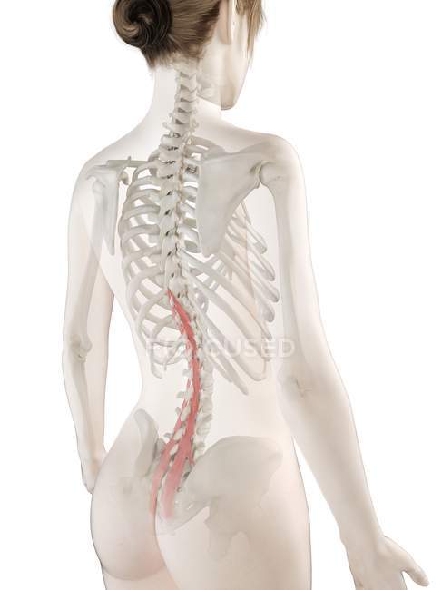 Жіноча модель тіла з детальним мускулом Мульфіда, цифрова ілюстрація. — стокове фото