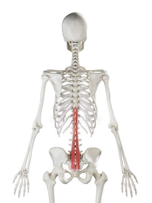 Human skeleton model with detailed Multifidus muscle, digital illustration. — Stock Photo