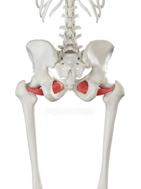 Modelo de esqueleto humano com músculo Obturador externus detalhado, ilustração digital
. — Fotografia de Stock