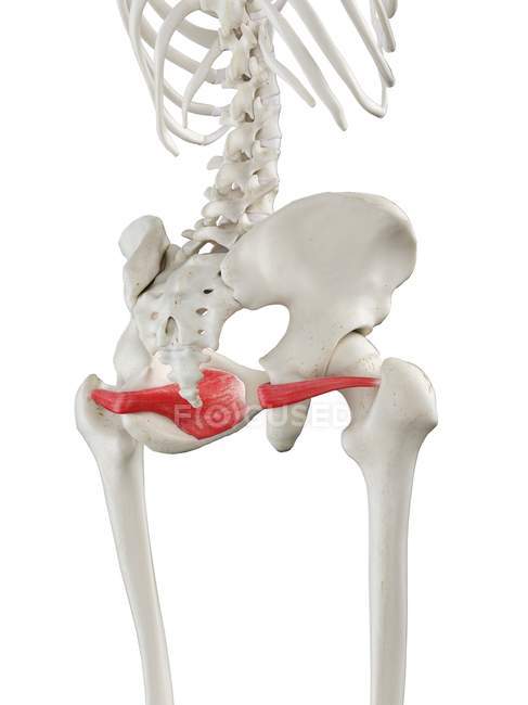 Human skeleton model with detailed Obturator internus muscle, digital illustration. — Stock Photo