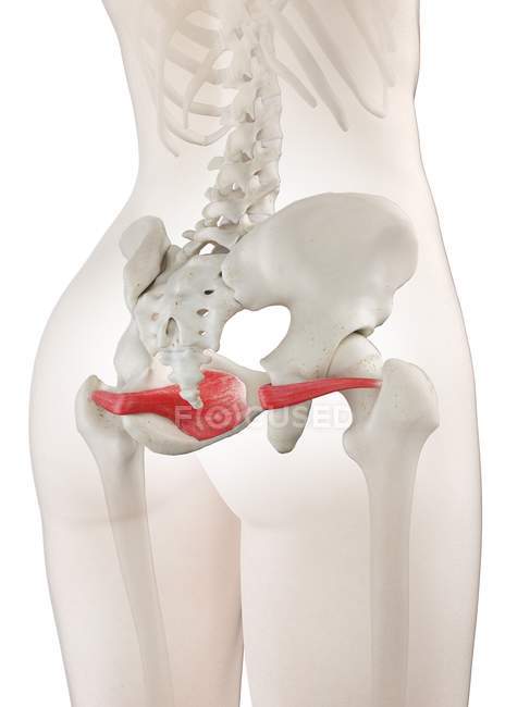 Modelo de cuerpo femenino con músculo interno Obturador detallado, ilustración digital . - foto de stock
