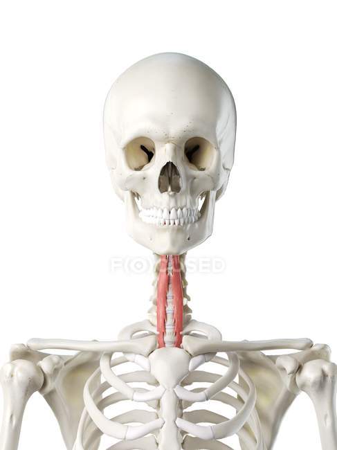 Modelo de esqueleto humano com músculo Longus colli detalhado, ilustração digital . — Fotografia de Stock