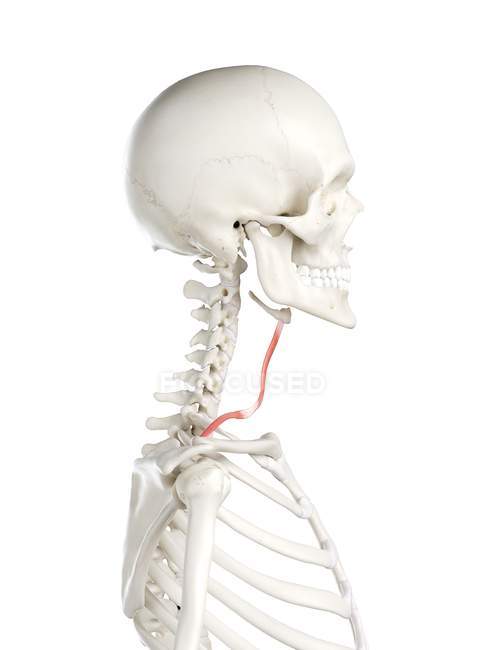 Menschliches Skelettmodell mit detailliertem omohyoiden Muskel, digitale Illustration. — Stockfoto