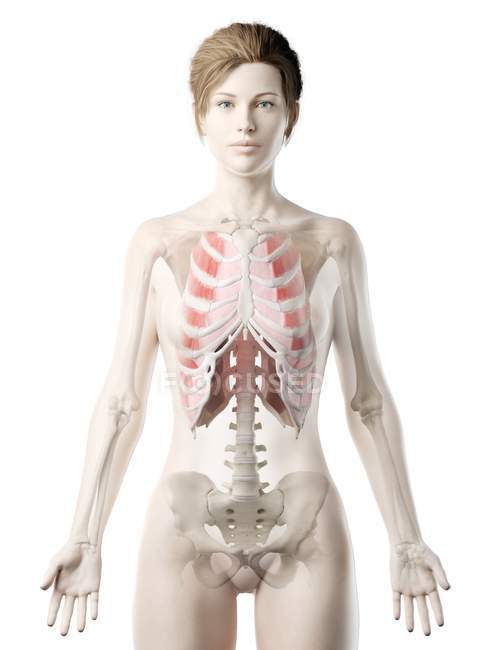 Жіноче тіло з видимими зовнішніми міжреберними м'язами, комп'ютерна ілюстрація . — стокове фото