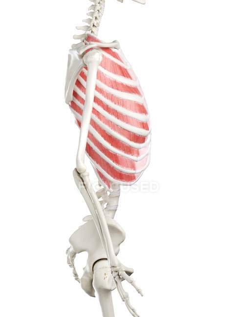 Жіночий скелет з видимими зовнішніми міжреберними м'язами, комп'ютерна ілюстрація . — стокове фото