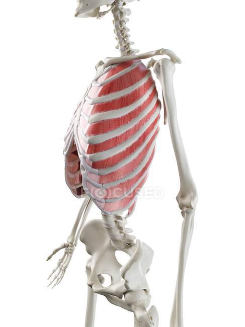 Esqueleto femenino con músculos intercostales exteriores visibles, ilustración por ordenador
. - foto de stock