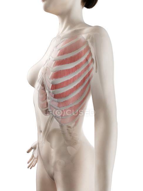 Cuerpo femenino con músculos intercostales exteriores visibles, ilustración por ordenador . - foto de stock