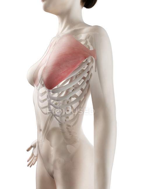 Modelo de cuerpo femenino con músculo mayor Pectoral detallado, ilustración digital . - foto de stock