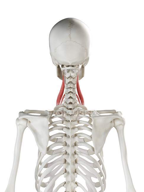 pistola Inmundo omitir Modelo de esqueleto humano con músculo escaleno medio detallado,  ilustración digital . — Normal, Ciencia - Stock Photo | #311549258