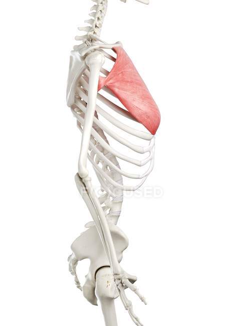 Modello di scheletro umano con muscolo maggiore Pectoralis dettagliato, illustrazione digitale . — Foto stock