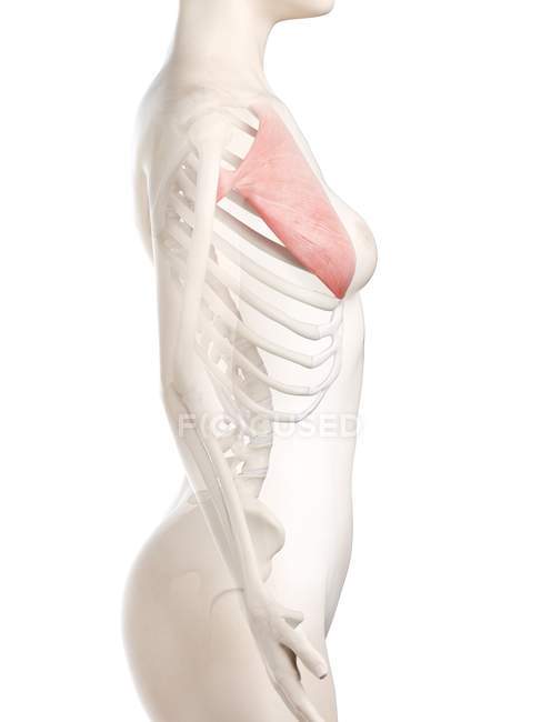 Female body model with detailed Pectoralis major muscle, digital illustration. — Stock Photo