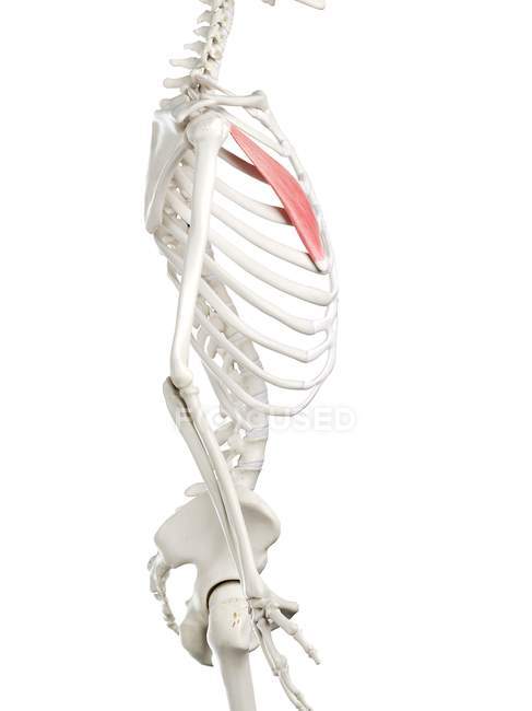 Модель людського скелета з детальним Pectoralis minor muscle, digital illustration. — стокове фото