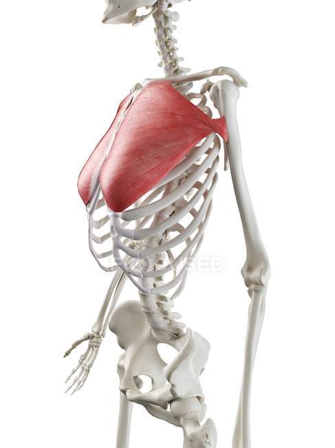 Modelo de esqueleto humano con músculo mayor Pectoral detallado, ilustración digital . - foto de stock