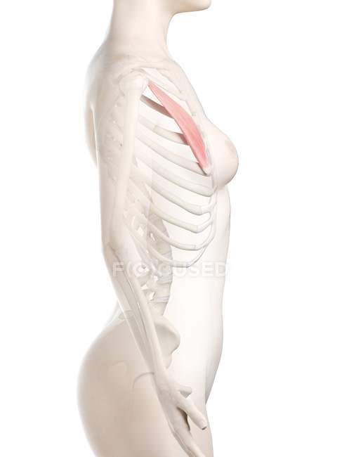 Weibliches Körpermodell mit detailliertem Brustmuskel, digitale Illustration. — Stockfoto
