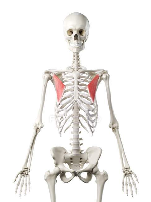 Human skeleton model with detailed Pectoralis minor muscle, digital illustration. — Stock Photo
