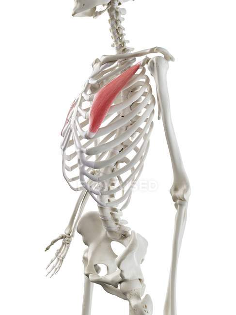 Human skeleton model with detailed Pectoralis minor muscle, digital illustration. — Stock Photo