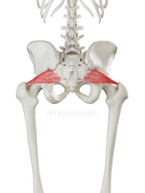 Modelo de esqueleto humano con músculo Piriformis detallado, ilustración digital . - foto de stock