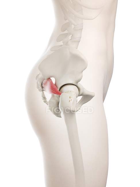 Modelo de cuerpo femenino con músculo piriforme detallado, ilustración digital . - foto de stock