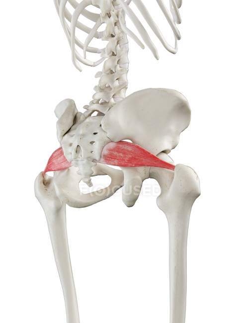 Modelo de esqueleto humano com músculo piriforme detalhado, ilustração digital . — Fotografia de Stock
