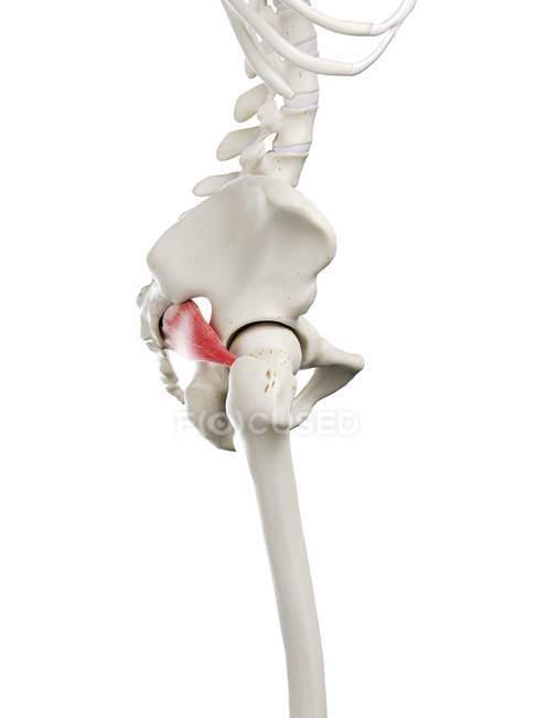 Modelo de esqueleto humano con músculo Piriformis detallado, ilustración digital . - foto de stock