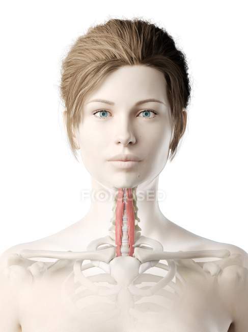 Модель женского тела с подробными мышцами Longus colli, цифровая иллюстрация . — стоковое фото