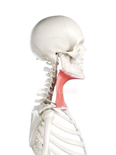 Modello di scheletro umano con muscolo Platysma dettagliato, illustrazione digitale . — Foto stock