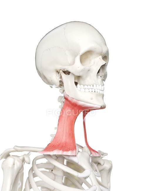 Menschliches Skelettmodell mit detailliertem Platysma-Muskel, digitale Illustration. — Stockfoto