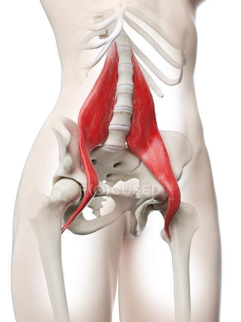 Жіноча модель тіла з детальним Psoas major muscle, digital illustration. — стокове фото