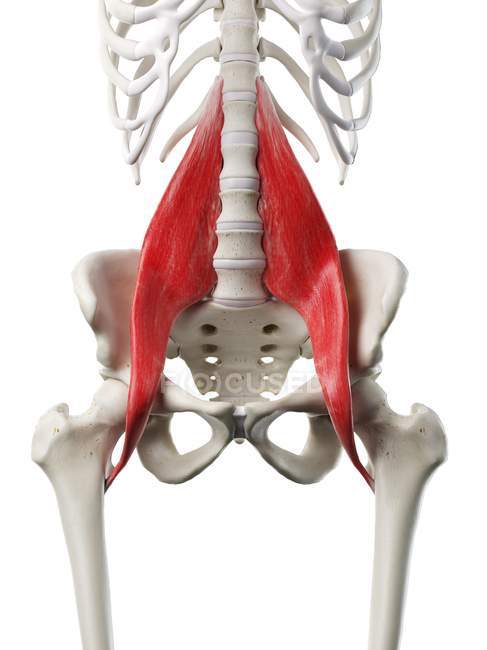Human skeleton model with detailed Psoas major muscle, digital illustration. — Stock Photo