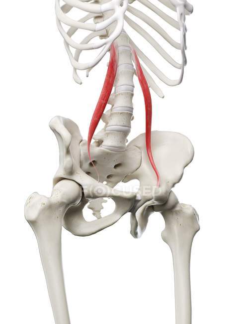 Menschliches Skelettmodell mit detailliertem Psoas minor Muskel, digitale Illustration. — Stockfoto