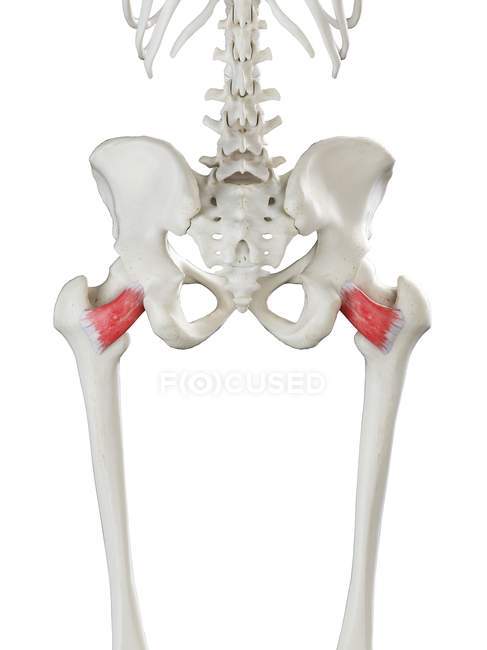 Modello di scheletro umano con dettagliato muscolo Quadratus femoris, illustrazione digitale . — Foto stock