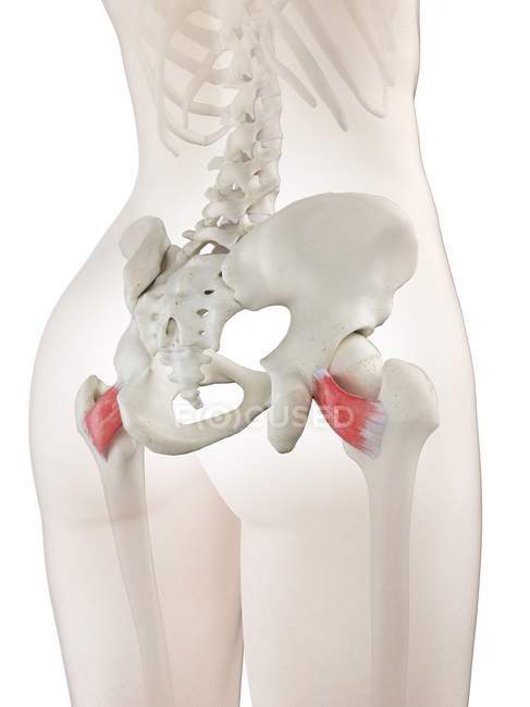 Модель женского тела с подробными мышцами Quadratus femoris, цифровая иллюстрация . — стоковое фото