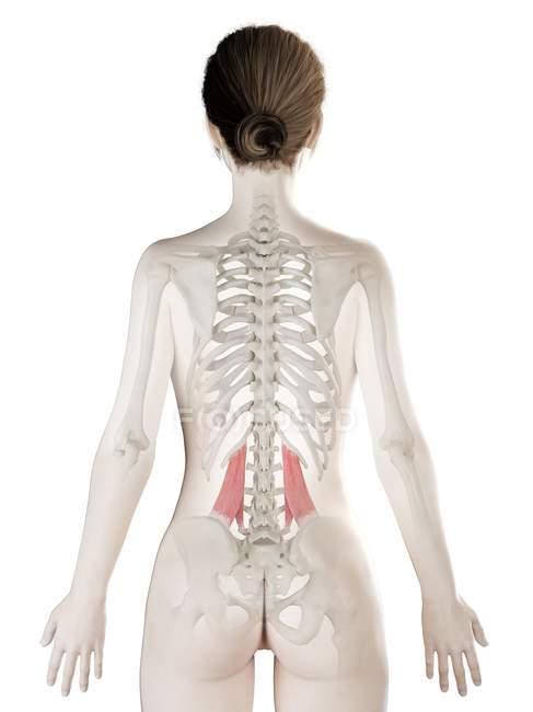 Female body model with detailed Quadratus lumborum muscle, digital illustration. — Stock Photo