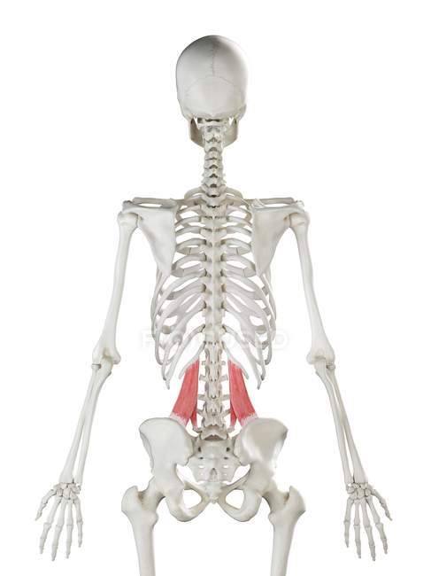 Модель скелета человека с подробной поясничной мышцей Quadratus, цифровая иллюстрация . — стоковое фото